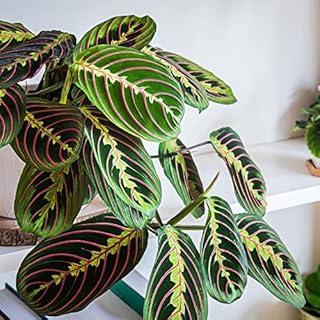 Houseplant Prayer Plant Maranta leuconeura 'Fascinator' Tender Perennial Leaves Close at Night Easy to Grow Your Own Indoor Colourful Foliage House Plants 8.5cm Potted Plants by Thompson and Morgan