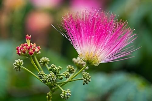 Miniatura 2 de Árbol de seda Mimosa, Albizia julibrissin, 50 semillas (rápido, resistente, vistoso, fragante)