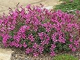Les multiples fleurs roses de ce joli couvre-sol se succèdent tout l'été, colorant ainsi les murets, les bords d'allées et les rocailles. Cette petite vivace tapissante ne se montre pas exigeante : un sol léger et une exposition ensoleillée lui suffisent. Elle tolère même les sols calcaires, supporte une légère sécheresse et résiste au froid.