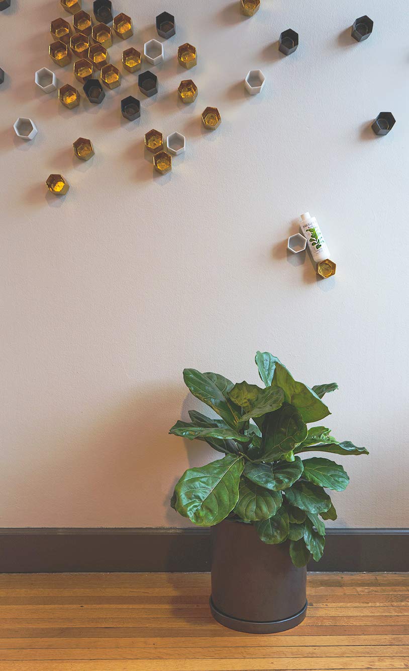 Fiddle Leaf Fig Tree Fertilizer Ficus Plant Food Improves Leaves