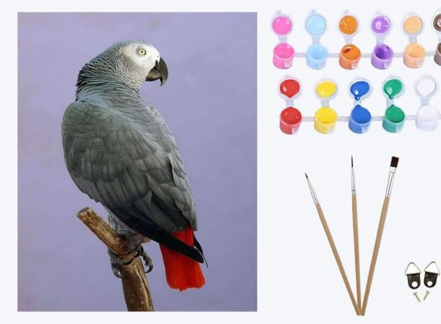 XIAOYOUQIAN Retrato de loro gris，Pintar por Numeros Adultos