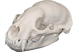 Intriguing and Educational: Real American Badger Skull from Skulls Unlimited International