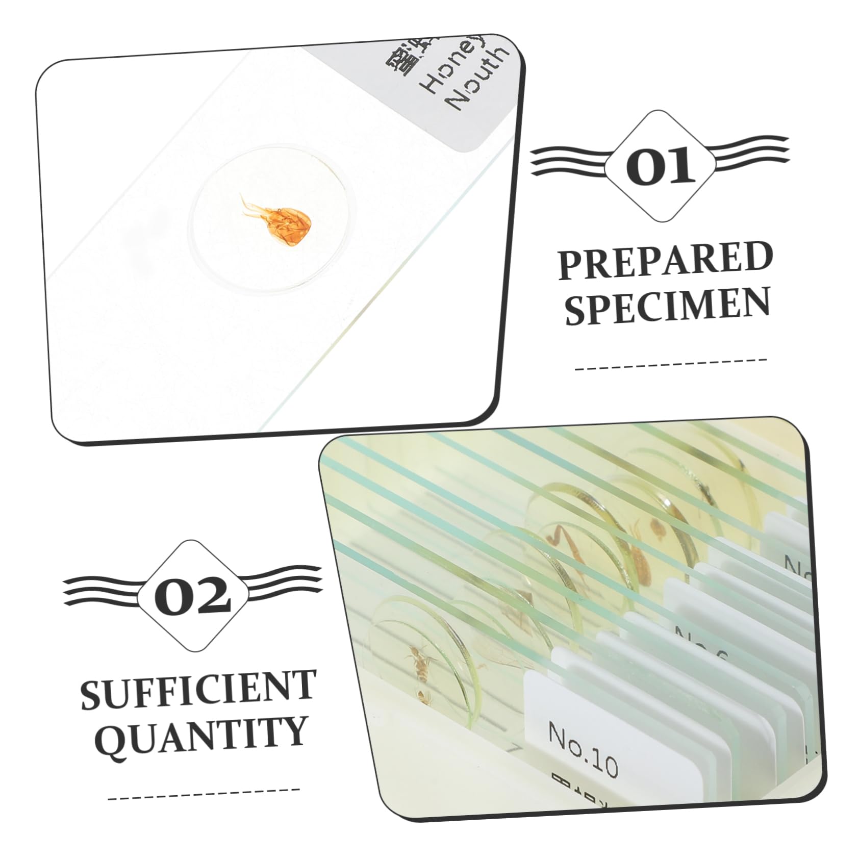 Unomor 5sets Microscope Specimens for Boys and Girls Prepared Slides Education Props for Preschoolers 10pcs*5