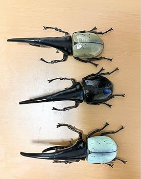 ヘラクレス　ヒドラ　フィギュア マテル ヘラクレス ヒドラ アクションフィギュア 未開封