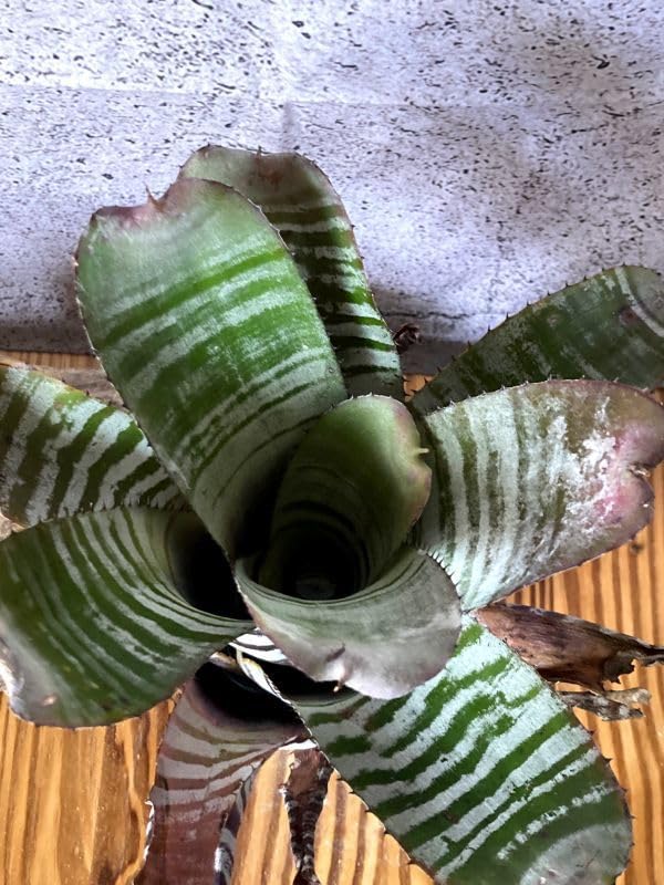ブロメリア・エアープランツ Aechmea Amazon Amazon.co.jp: Frontier Plants現品チランジアアエ T. aeA