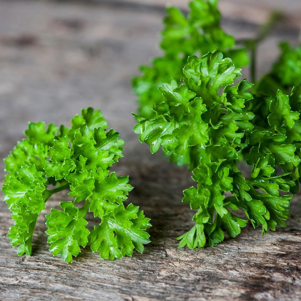Pianta Di Prezzemolo Fresco - Petroselinum Crispum In Vaso 14cm | Aromatica Da Cucina E Giardino