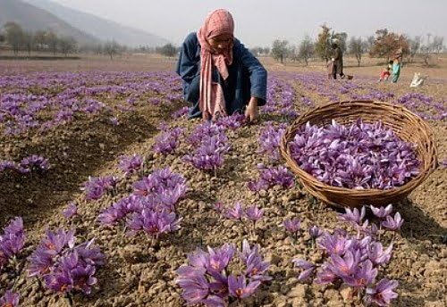 Saffron Crocus 10 Bulbs + Saffron Bulb Food - Crocus Sativus -Immediate Shipping