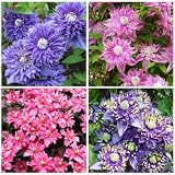 220+ Mix Clematis Vine Seeds for Planting...