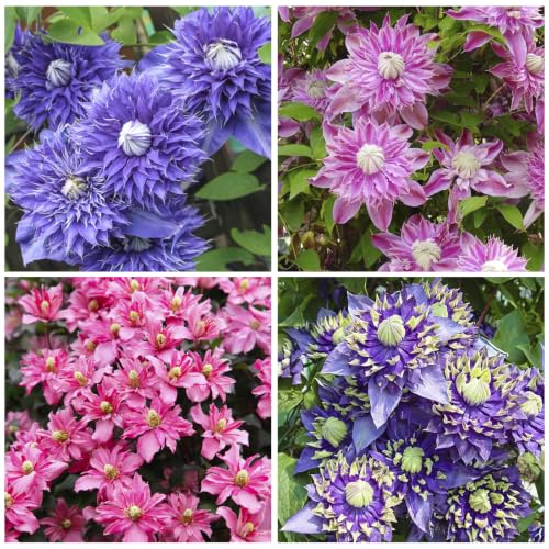 220+ Mix Clematis Vine Seeds for Planting - Non-GMO Heirloom Plant Seeds