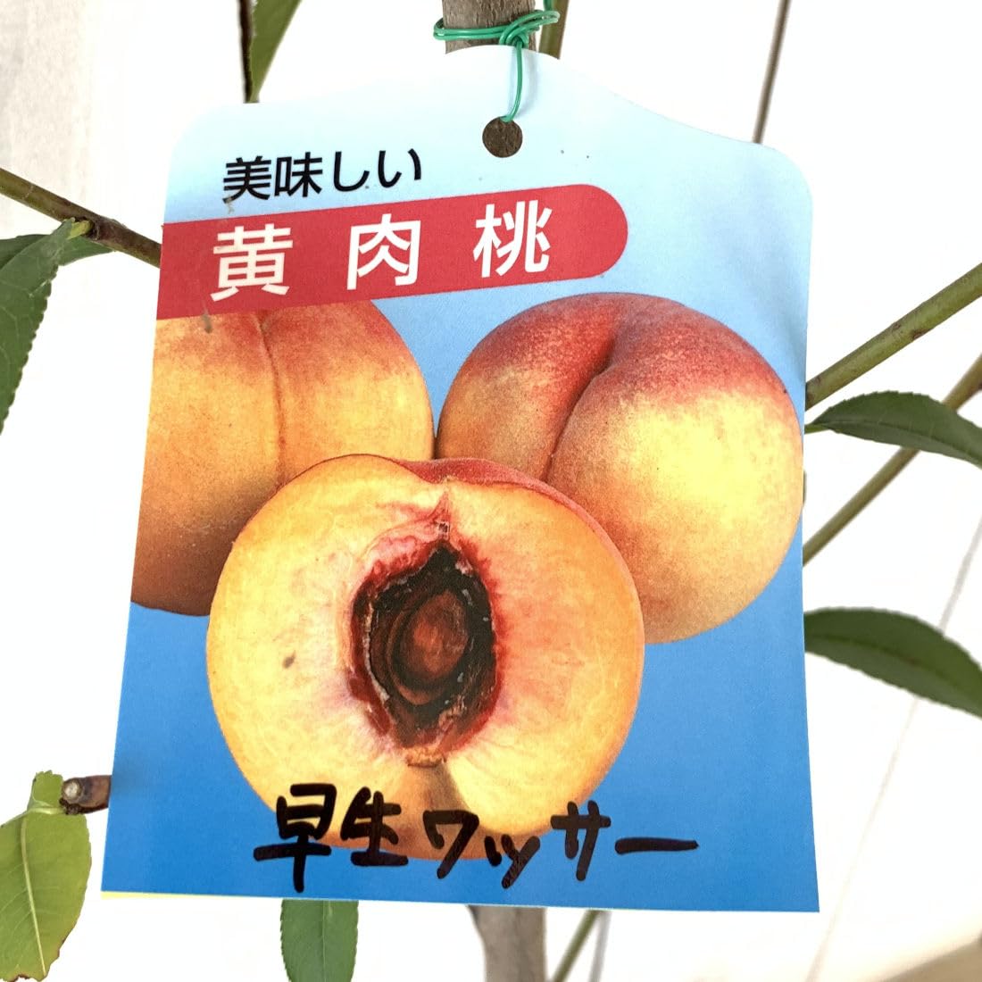 ⑧早生ワッサー家庭用10キロ 家庭用】早生ワッサー2.4kg（10～12玉）／本気農場いけだ | 果物