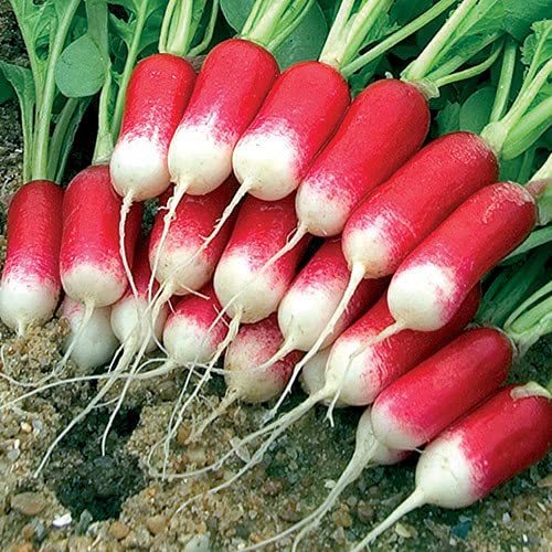 JIGNISHA SEEDS Radish (Mooli) Vegetable Seeds for Rainy Season Pack of 50 (B0D5R7Y5F1) Amazon Price History, Amazon Price Tracker