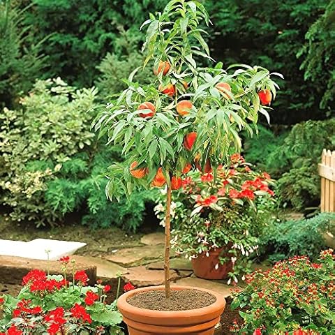 YEGAOL Garden Dwarf Peach Tree Seeds Cover