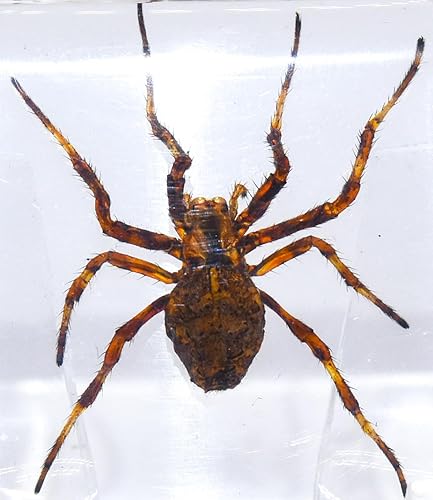 Una araña de lobo real de 1.496 pulgadas en resina de lucita cristalina, aracnoides preservados, colección de manualidades de taxidermia para la