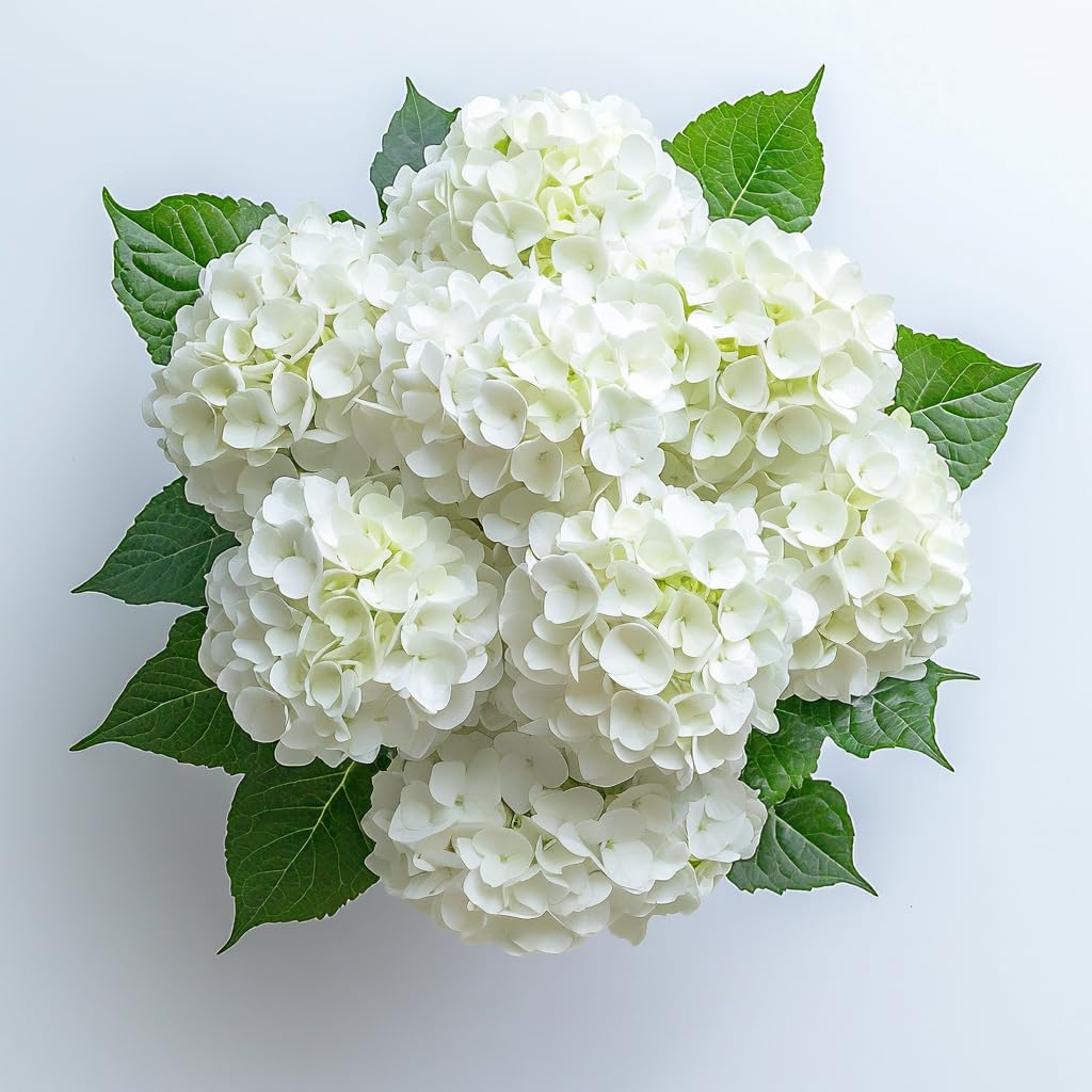GlobalRose 20 White Hydrangea Flowers Responsibly Sourced Hand-Picked Fresh Bouquet for Graduation, Anniversary, Birthday & Special Occasions