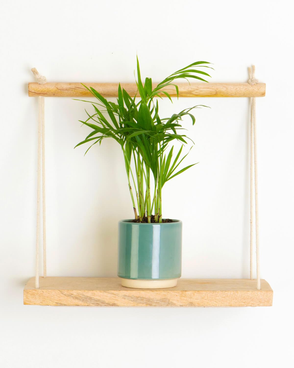 Prickle Plants Lil' Parlour Palm - Tropical Indoor Palm with Graceful Green Fronds, Easy Care Plant for Stylish Home or Workspace (10-20cm incl. 6cm Pot)