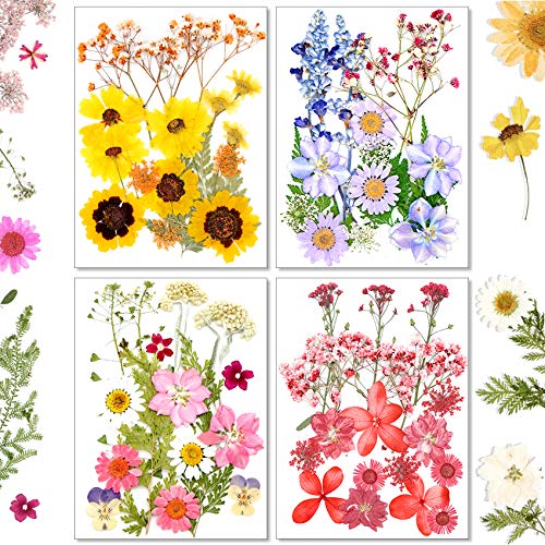 Reofrey 70 Pcs Real Dried Pressed Flowers, Natural Daisies Pressed Real Flowers Mixed Multiple Dry Flower and Leaves Set for DIY Candle Decoration Resin Jewelry Crafts Making