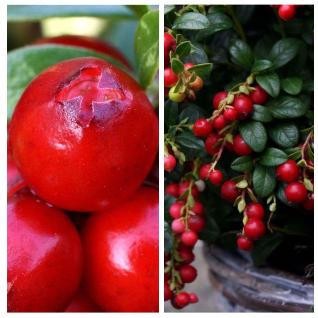 Healthy Berry Collection - Lingonberry 'Ida' and Cranberry 'Pilgrim' Plants - Year-Round Flowers and Berries - Ideal for Small Gardens - 2X Potted Plants by Thompson & Morgan