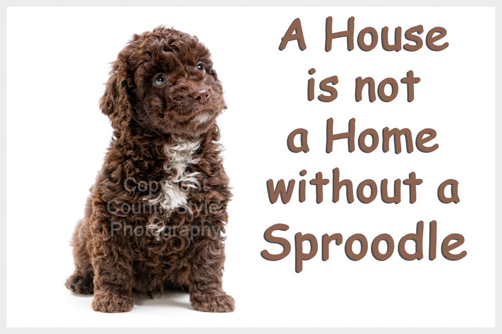 Sproodle Puppy Fridge Magnet - ideal Birthday Gift for the Dog Lover