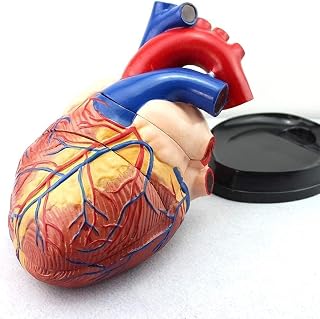 Human Heart Anatomical Model Popular Version for Medical Teaching Cardiology Teaching Coronary Artery Model Heartuseful SaiFei