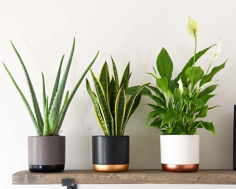 3 x Easy Indoor Plants Aloe Vera, Peace Lily, Snake Plant in 10-12 cm pots