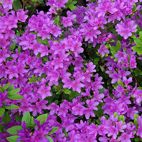 Colourful Garden Shrub Purple Azalea Japonica Evergreen Plant Supplied in 2L Pot