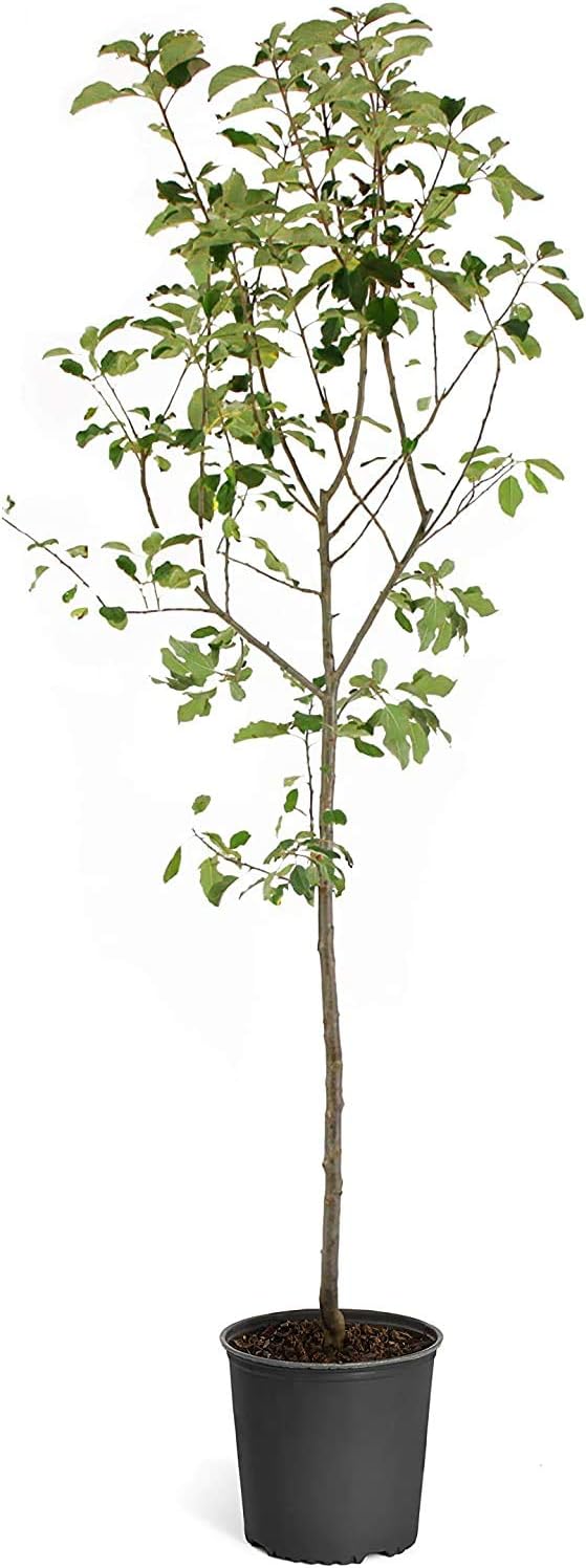 Brighter Blooms - Fuji Apple Tree, 5-6 ft. - No Shipping to AK, AZ, CA, HI, ID, OR, WA