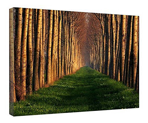 Impression sur toile encadrée chemin dans les arbres 40x50