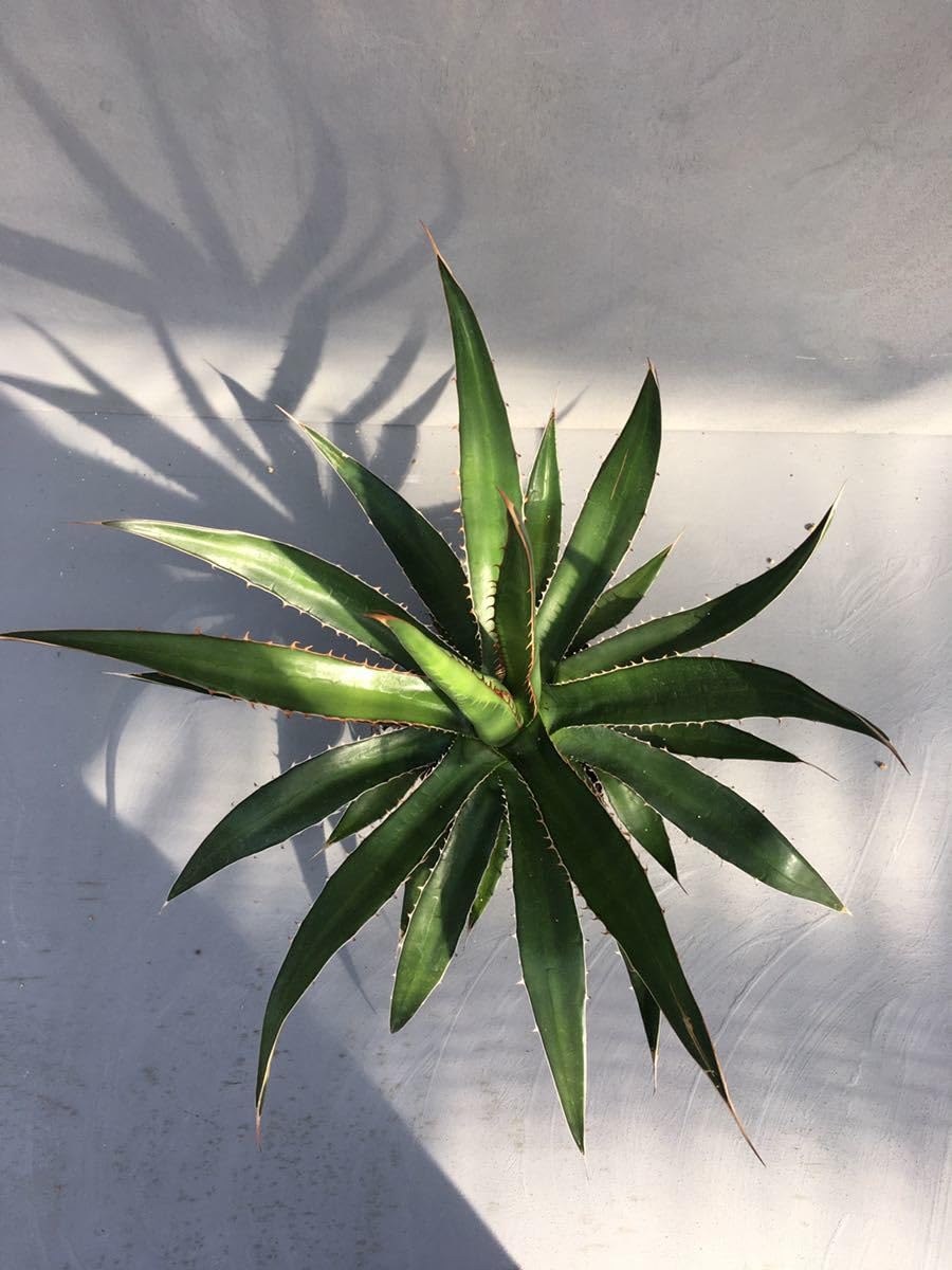 Amazon.co.jp: アガベ ホリダ ペロテンシス Agave horrida ssp
