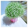 Bloem Planten Zaden Gypsophila Zaden In Pot Beautiful Snow Like Blooms (Color : Wit, Grootte : 500g)