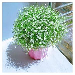 Bloem Planten Zaden Gypsophila Zaden In Pot Beautiful Snow Like Blooms (Color : Wit, Grootte : 500g)