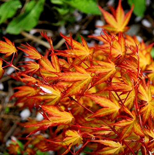 Katsura Japanese Maple 2 - Year Tree #TOP3