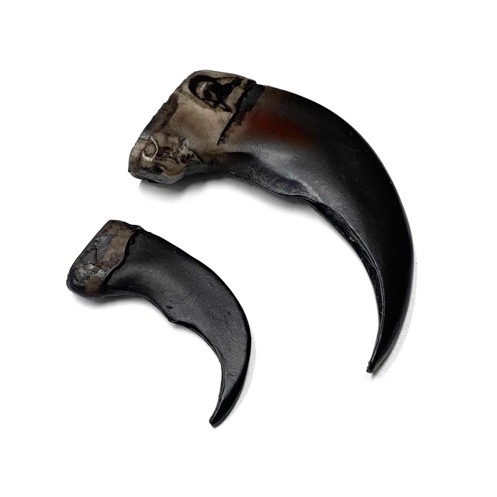 Bear Claw Museum Quality Resin Sculpture - Black