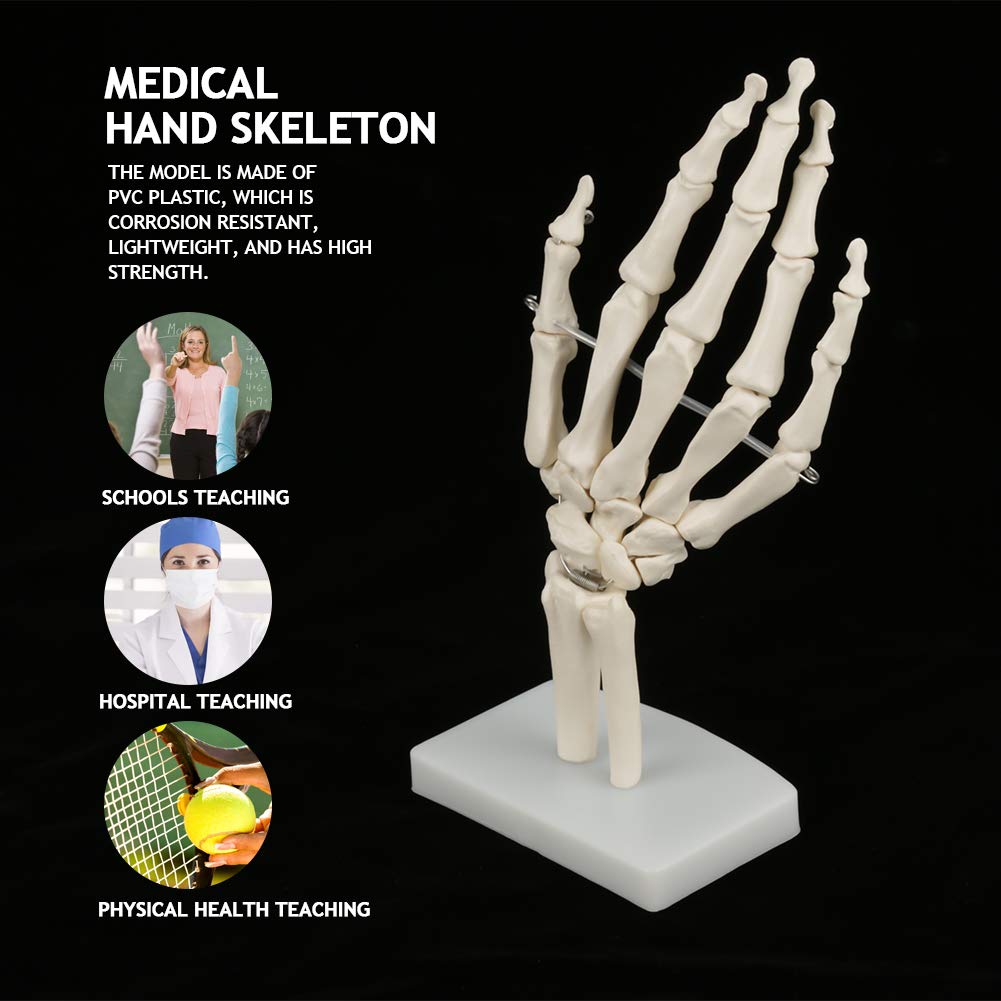 Modello anatomico di mano e scheletro del braccio, con legamenti