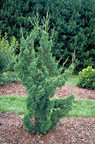 Robusta Green Juniper | 3 Live Gallon Size Trees | Juniperus Chinensis | Drought Tolerant Cold Hardy Evergreen Screening Plant #TOP5