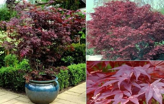 Red Japanese Maple Acer Palmatum Atropurpureum 15+ Seeds Bonsai