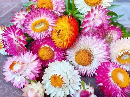 flower seeds