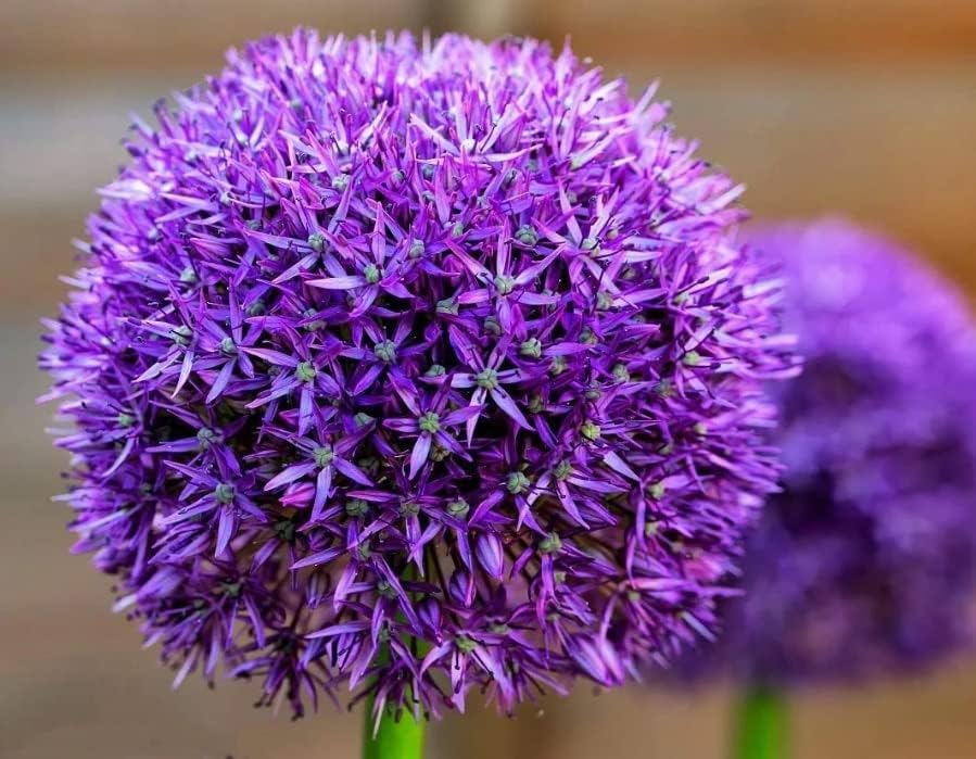 Bombillas de flores preenfriadas para forzar en interiores fáciles de cultivar fabricadas en Estados Unidos se envían desde Iowa crecen en agua o