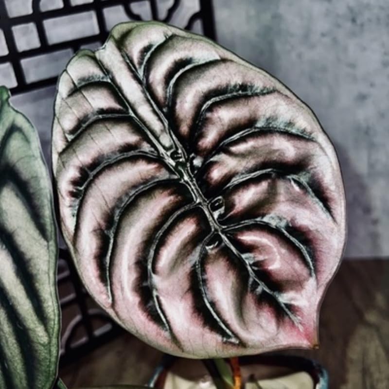 Set 2 Red Alocasia Live Plants for Planting, 5 to 7 Inc Tall, Indoor Houseplant Alocasia Plant Live, No Pot, Alocasia Colocasia Taro Plants for House Plants