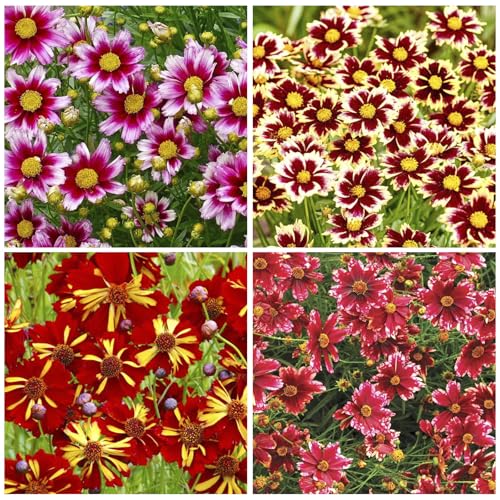 200+ Draw Sunrise Coreopsis Seeds for Planting-Perennial Flower Seeds for Planting Non-GMO-Drought Tolerant