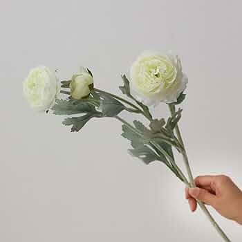 614Cfry48HL._AC_UF350, 614Cfry48HL._AC_UF350,