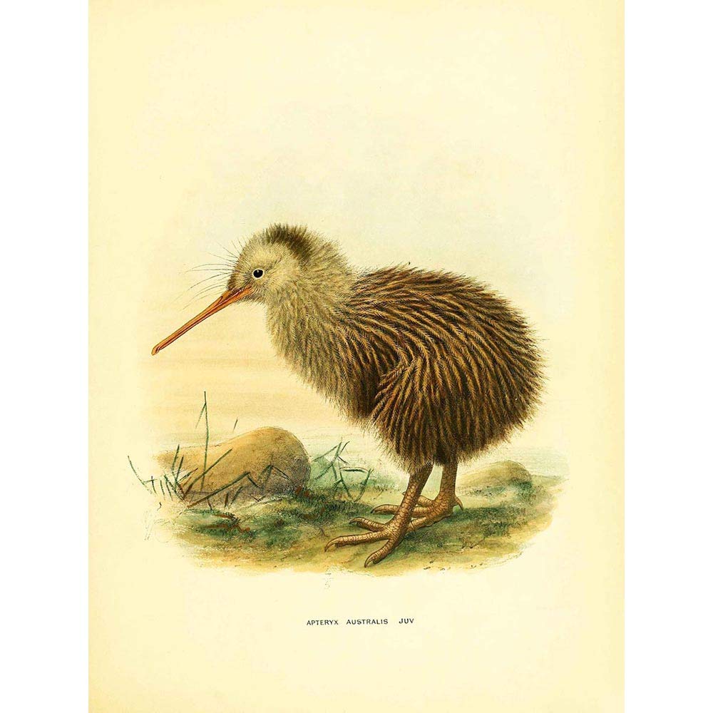 Wee Blue Coo Drawing Bird Rowley Keulemans Common Kiwi Tokoeka Art Print Poster Wall Decor 12X16 Inch