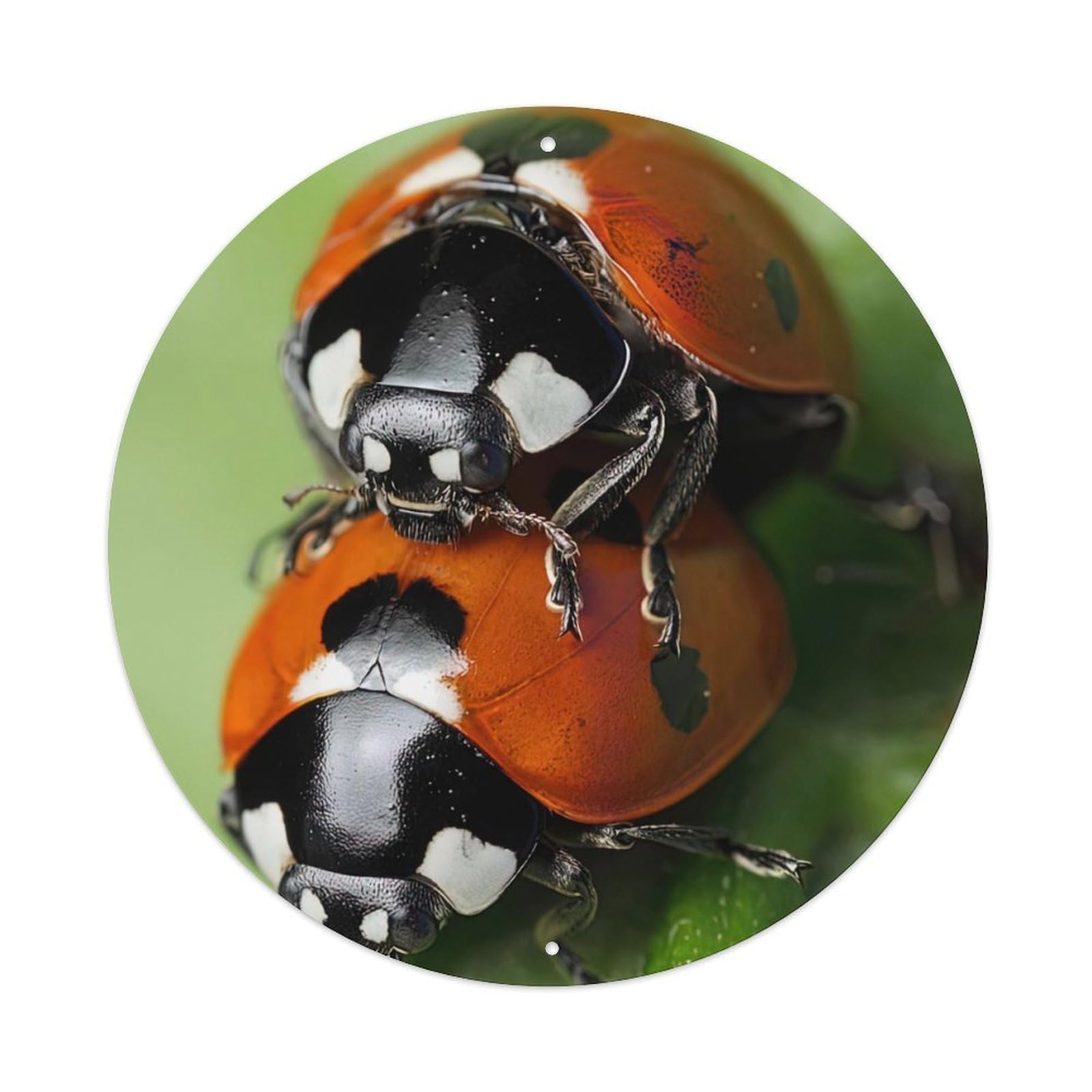 Animal Insect Two Seven-star Ladybirds Vintage Metal Tin Sign Plaque Wall Decor for Cafe, Club Bar, Office, Garden Metal Poster 8x8Inch