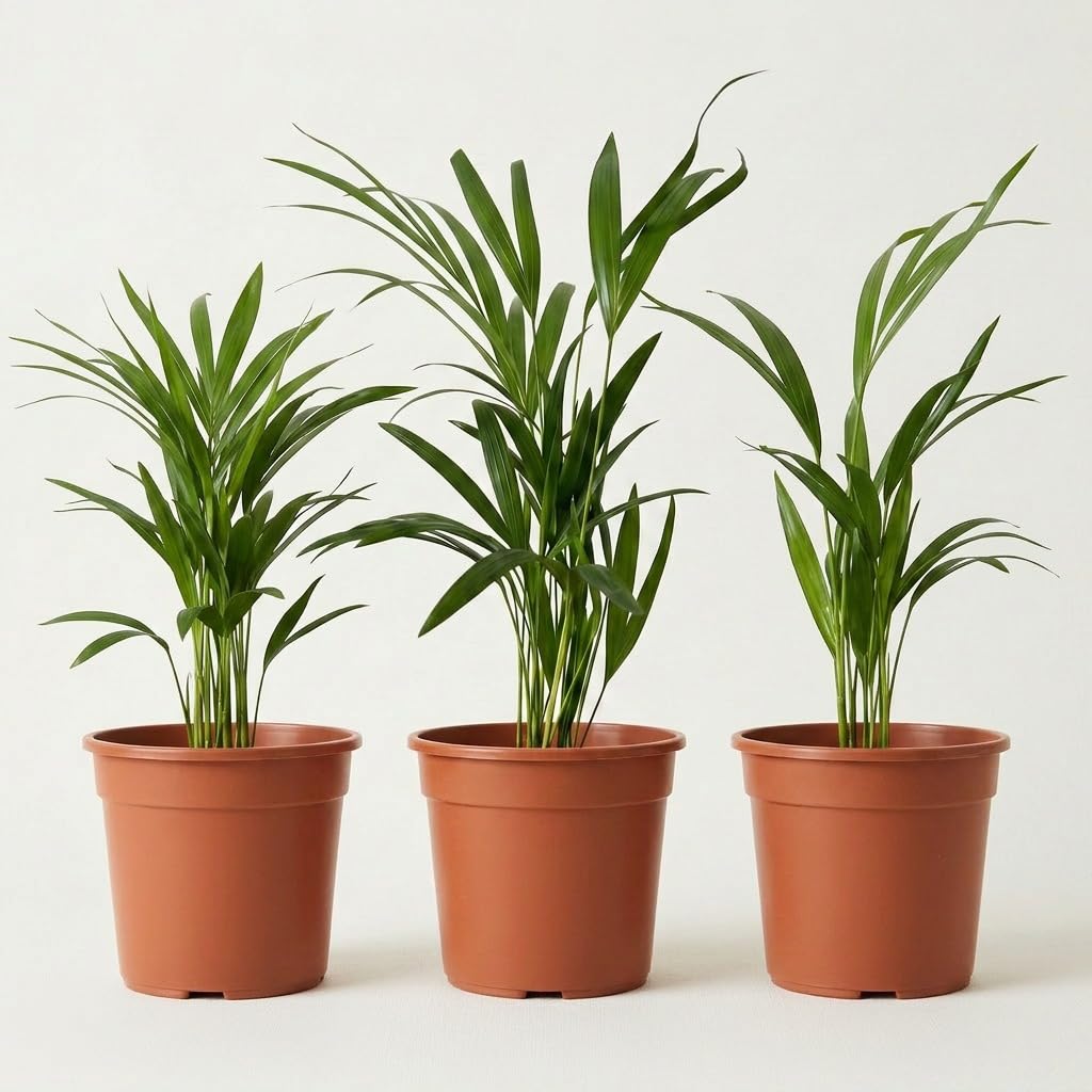 Goldfruchtpalme | 3er-Set | Dypsis lutescens | ca. 40-50 cm | ø 12-15cm Topf | Pflegeleichte Zimmerpflanzen für Wohnung und Büro | Qualität vom Pflanzen Profi | Ideale Raumbegrünung