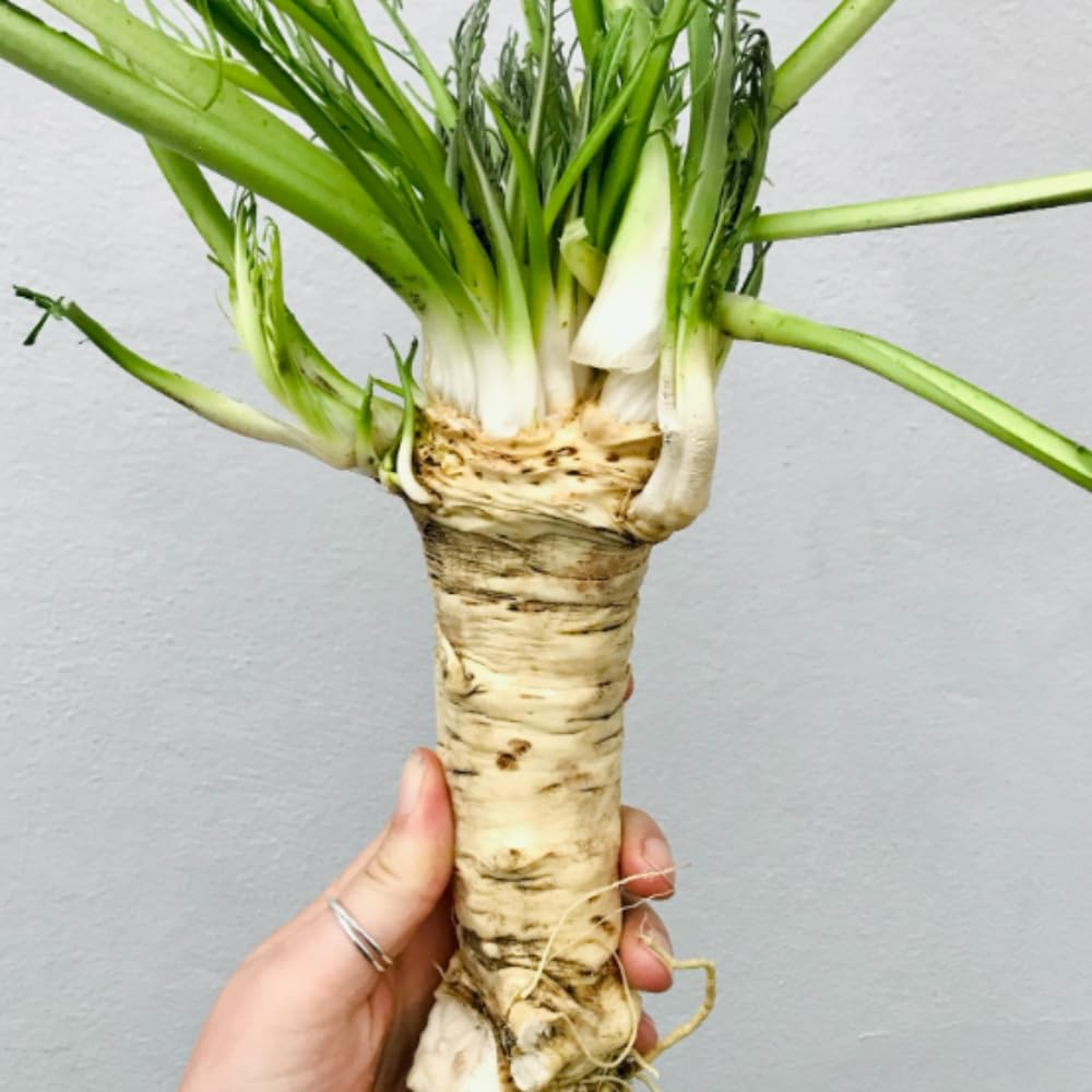Ten 4" Root Section of Horseradish Crowns Plants, Very Rare Horseradish Crowns to Plant, Planting Size Roots, No HI
