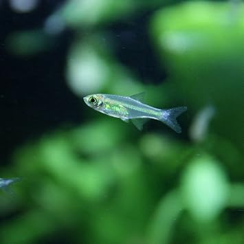 Amazon 熱帯魚 ミクロラスボラ ブルーネオン 約2cm 4匹 生体 観賞魚 水中生物 通販 Amazon 熱帯魚 ミクロラスボラ ブルーネオン 約2cm 4匹 生体 観賞魚 水中生物 通販