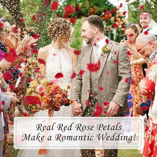 Real Red Rose Petals, Preserved Flower Petals for Romantic Night,180+PCS - image 2