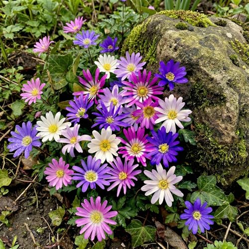 Anemonen Zwiebeln Winterhart Blanda - 50 Anemone Mix - Mehrjährig Blumenzwiebeln - Echte Pflanzen aus Holland - für Töpfe, Balkone und Garten (starke pflanze, kein Samen en nicht künstlich)