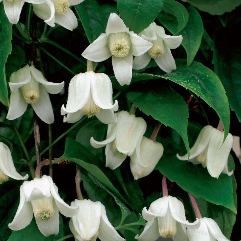 Clematis urophylla 'Winter Beauty' Garden Patio Winter Flowering Evergreen Easy to Grow Your Own Hardy Perennial 1x 2Litre Pot by Thompson & Morgan