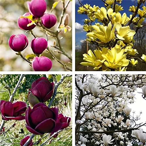 Zcbang Rare Varieties Mixed Color Magnolia Seeds 20Pcs #TOP14