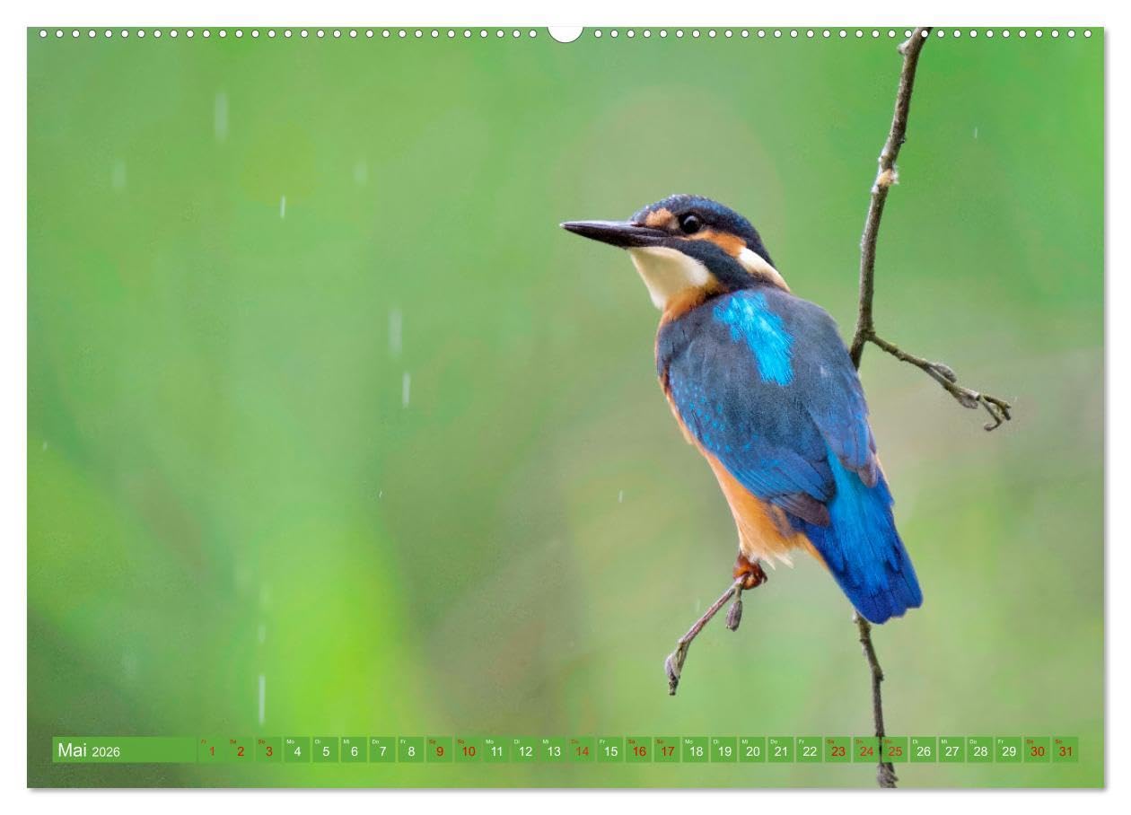 Geliebtes Federvieh (Wandkalender 2026 DIN A2 quer), CALVENDO Monatskalender: Eine Sammlung von Vogel-Fotografien, unterschiedlicher Arten und Familien. (CALVENDO Tiere)